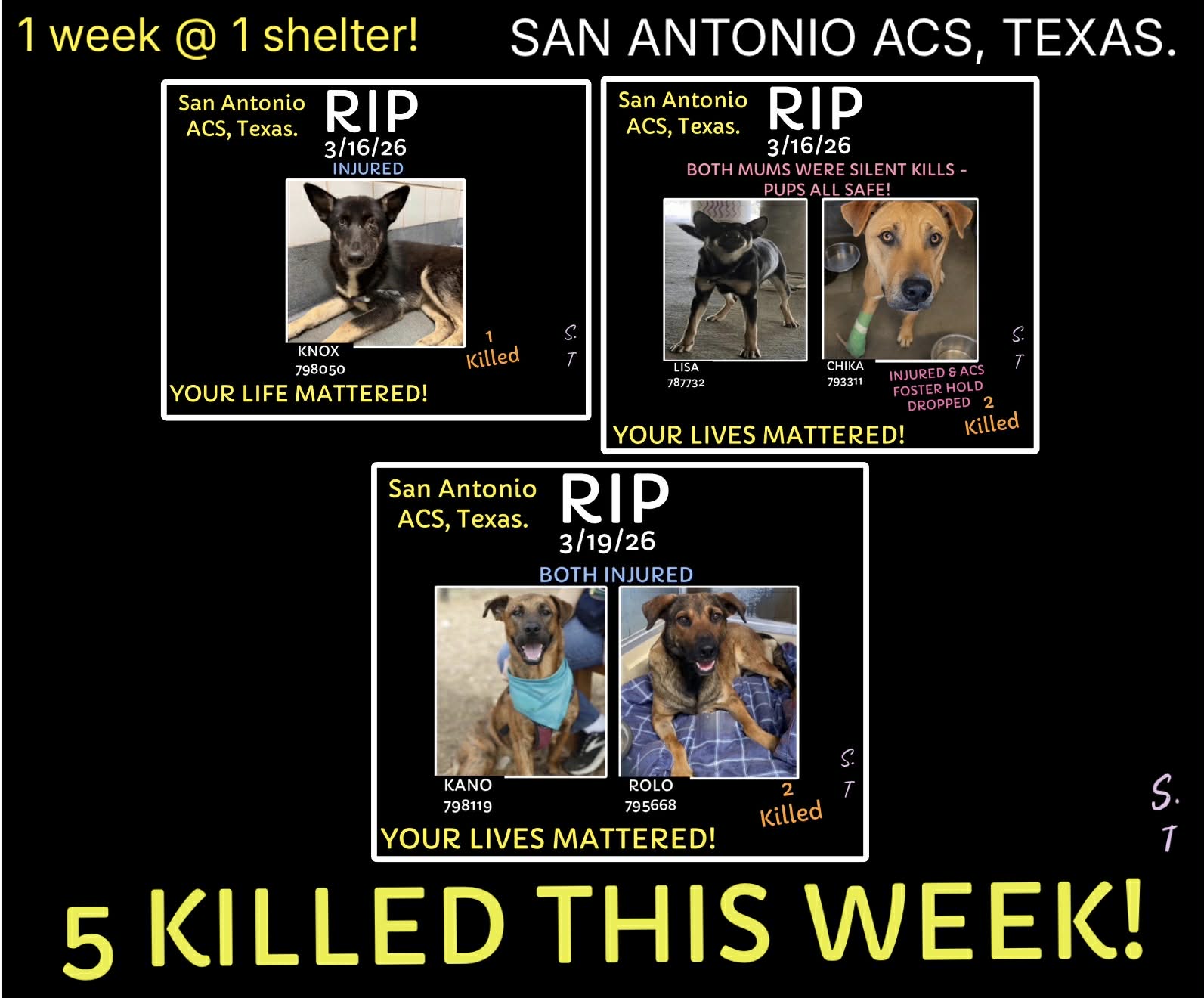 🕊RIP🕊This week ACS killed 5 innocent dogs. The shelter was