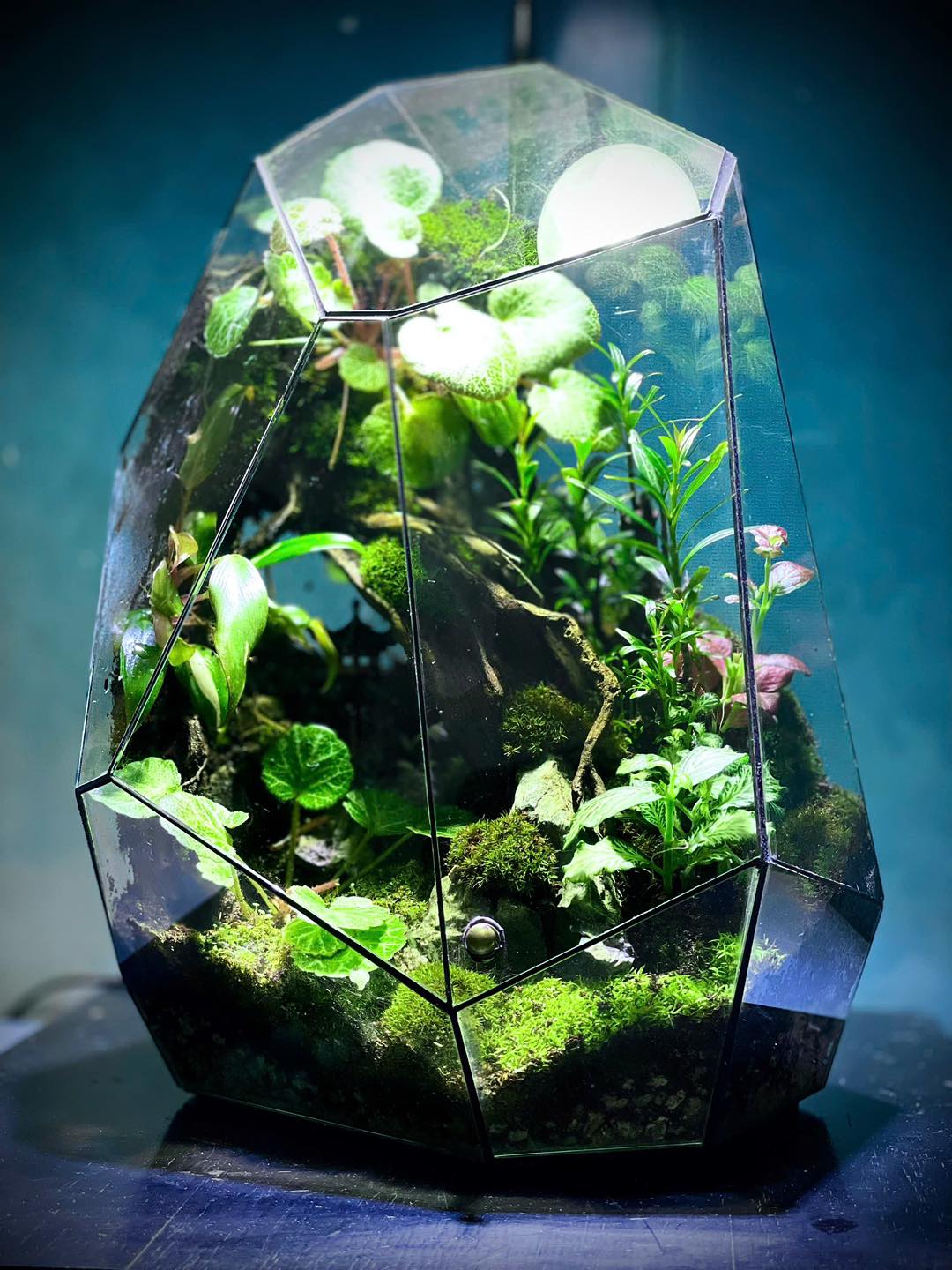 ant-terrarium-ant-terrarium-added-a-new-photo