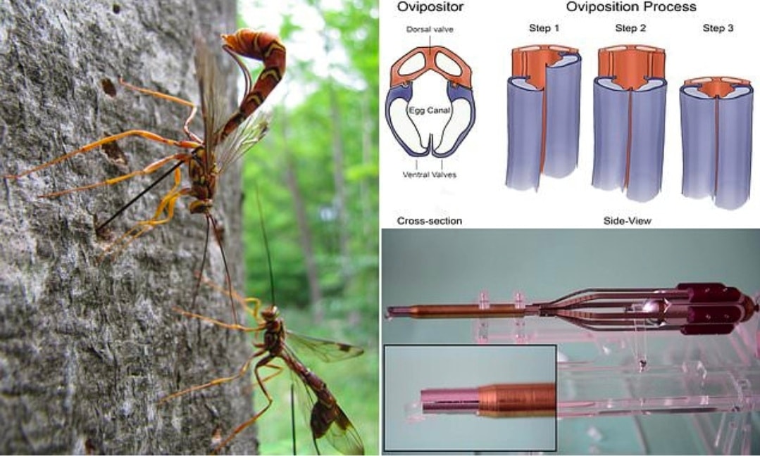Biblical - Some parasitoid wasps can curve and steer their ovipositors ...