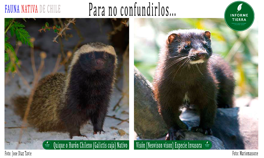 Informe - PARA NO CONFUNDIR! El Quique o hurón Chileno (Galictis cuja ...