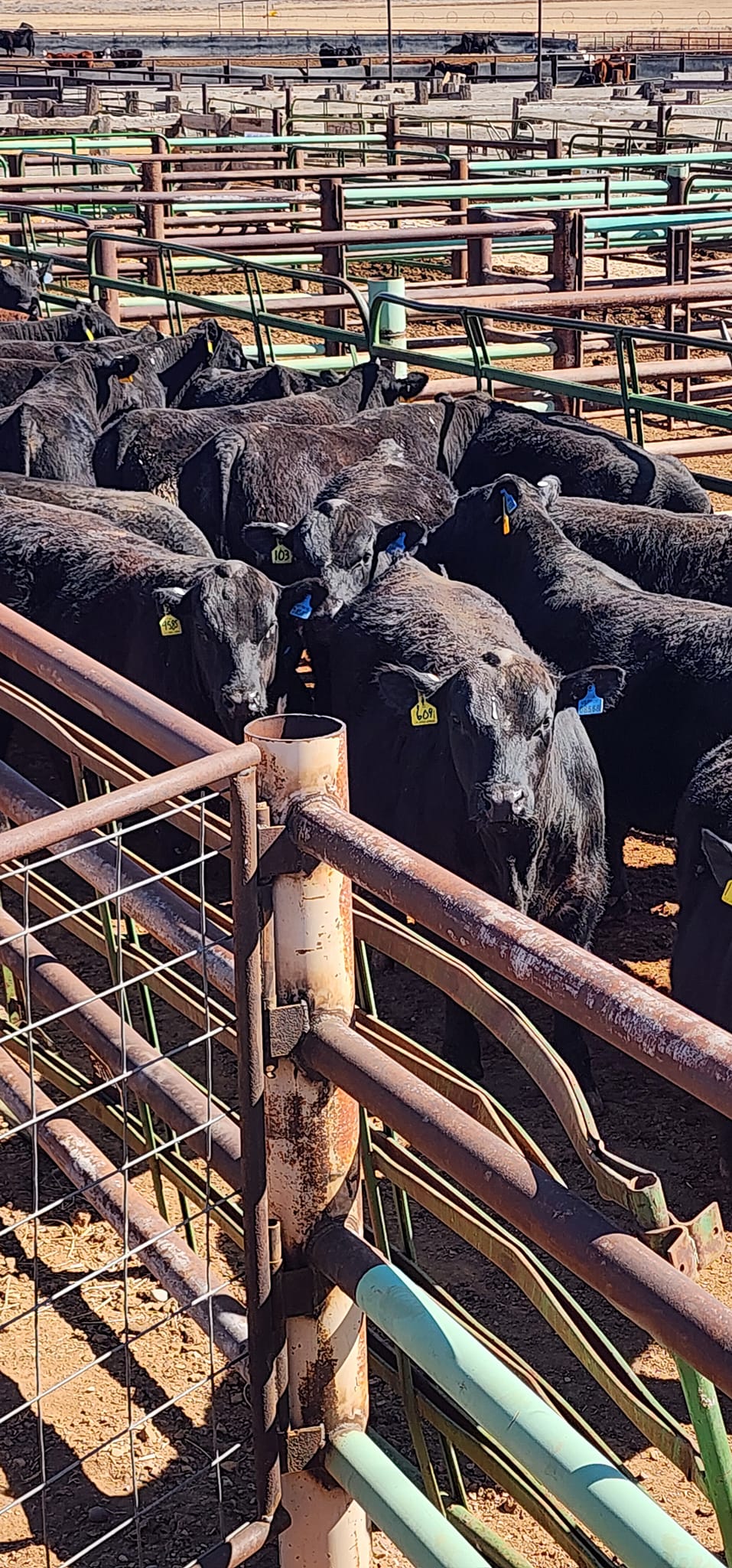 4M Black Angus Ranch | Roosevelt UT