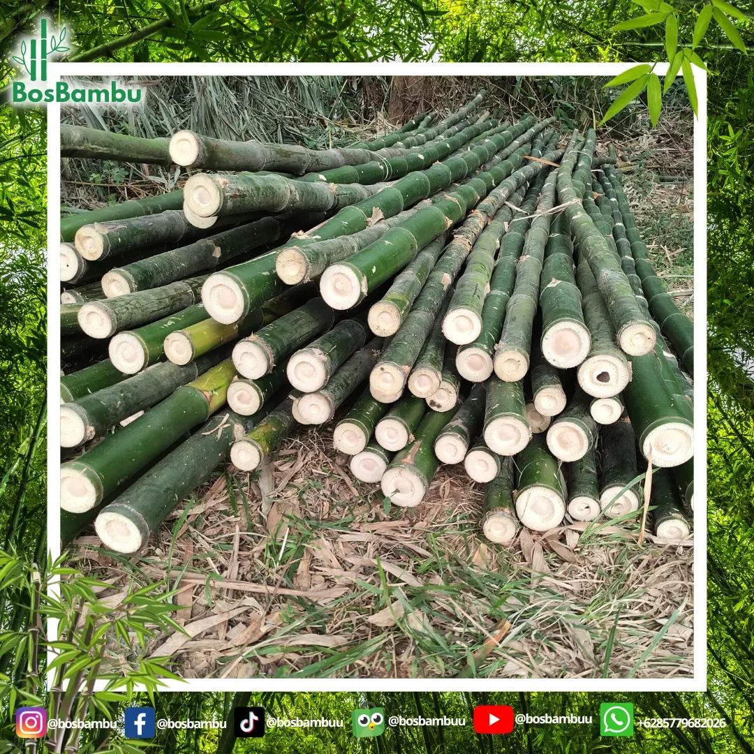 BosBambu - Bambu Ampel dengan konstruksi yang kuat dan... | Facebook