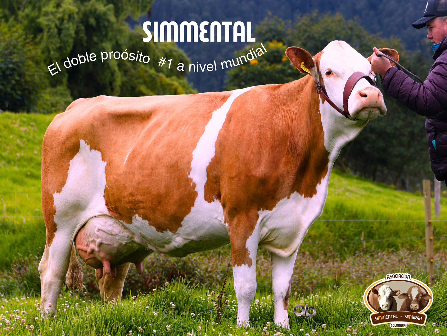La raza Simmental es la doble... - Asosimmental-Simbrah | Facebook