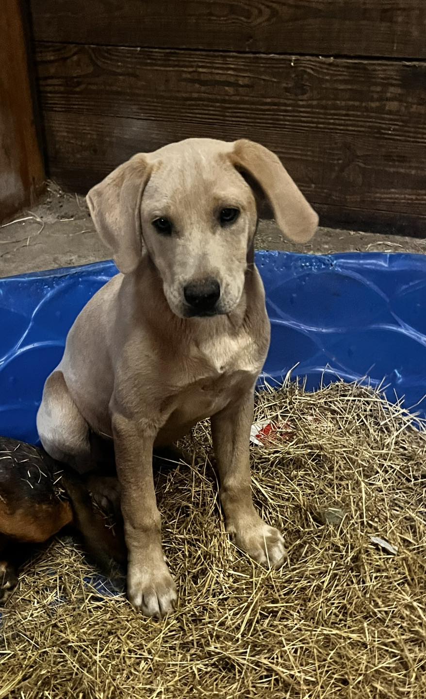 Florida Pointer Rescue | New Smyrna Beach FL
