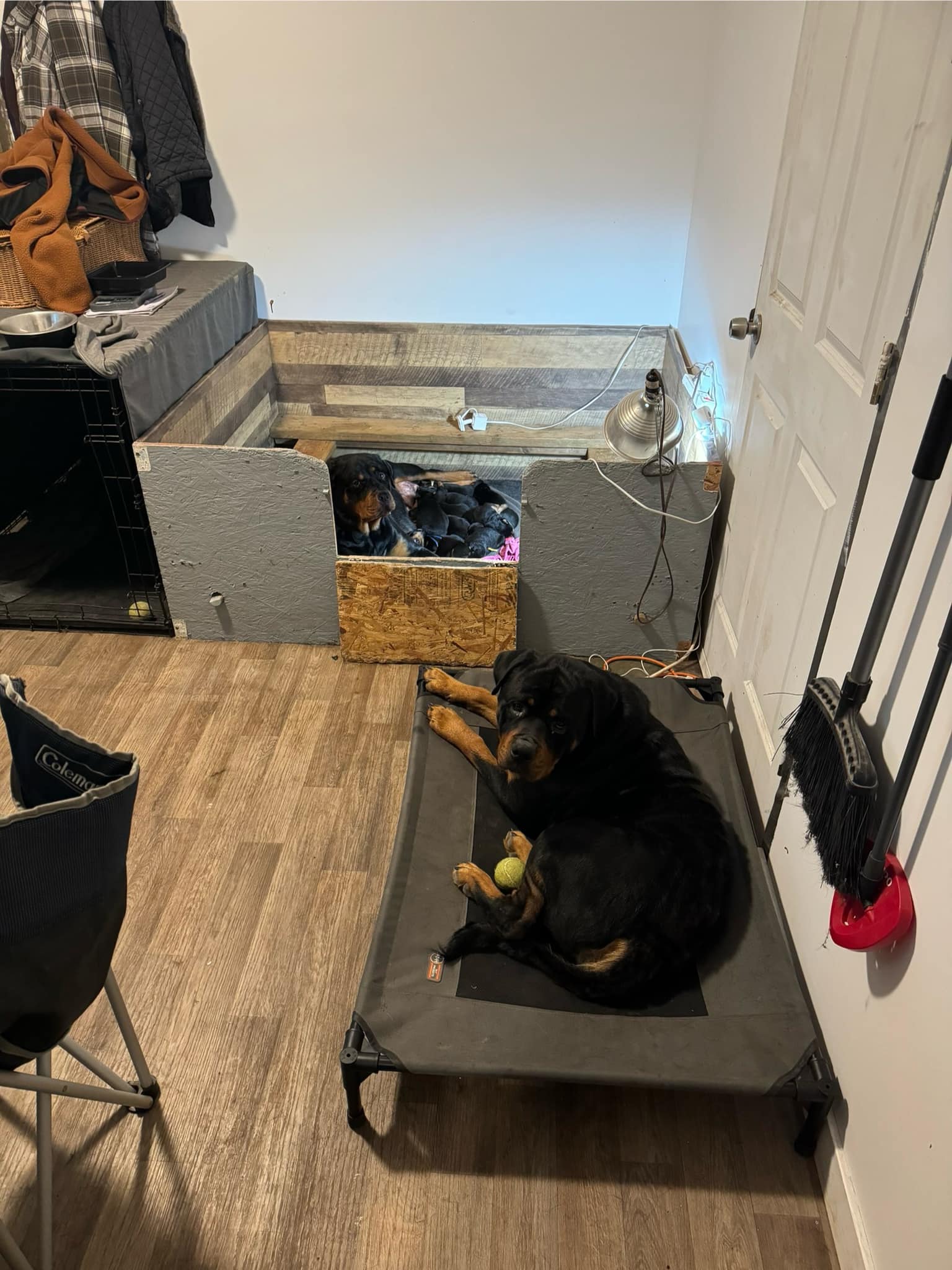 Juggernaut Rottweilers