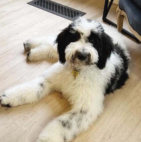 Phoenix Sheepadoodle... - Phoenix Sheepadoodle puppies
