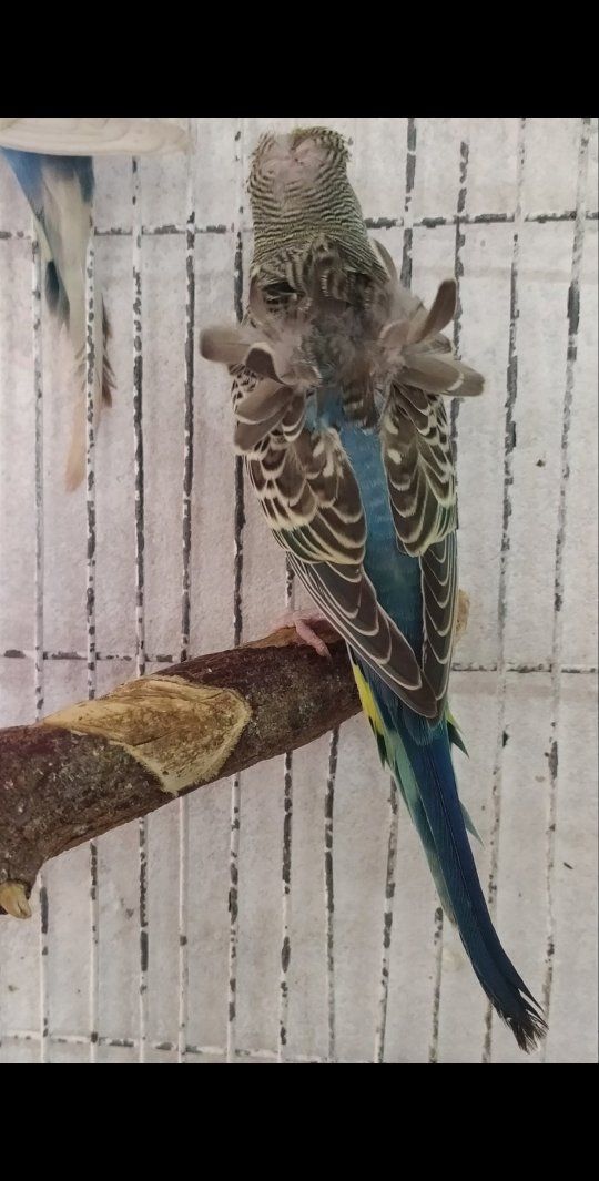 Rabby Birds Corner