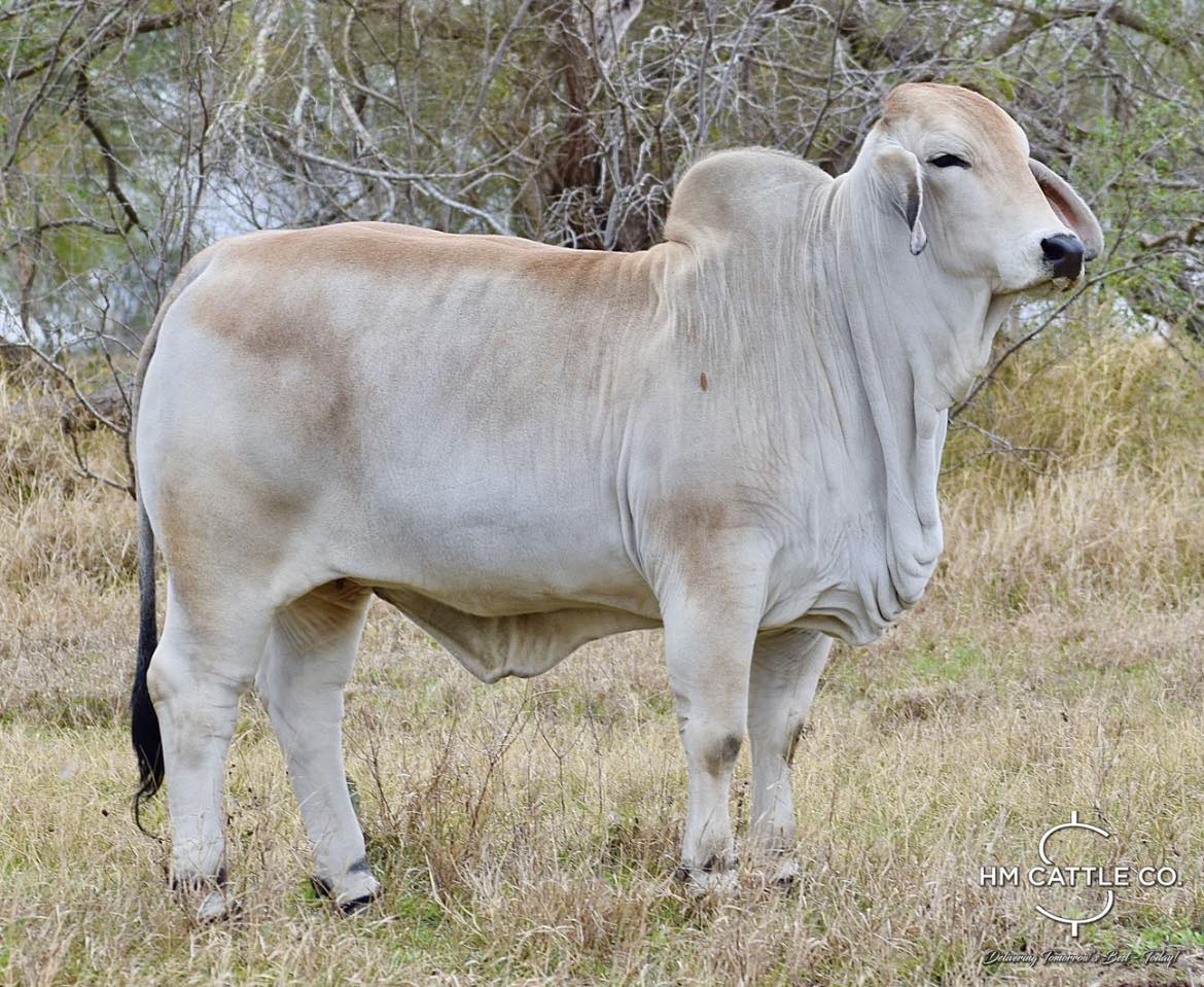 HM - Stall Special Spotlight: Package of 3 SEXED FEMALE EMBRYOS of Miss ...