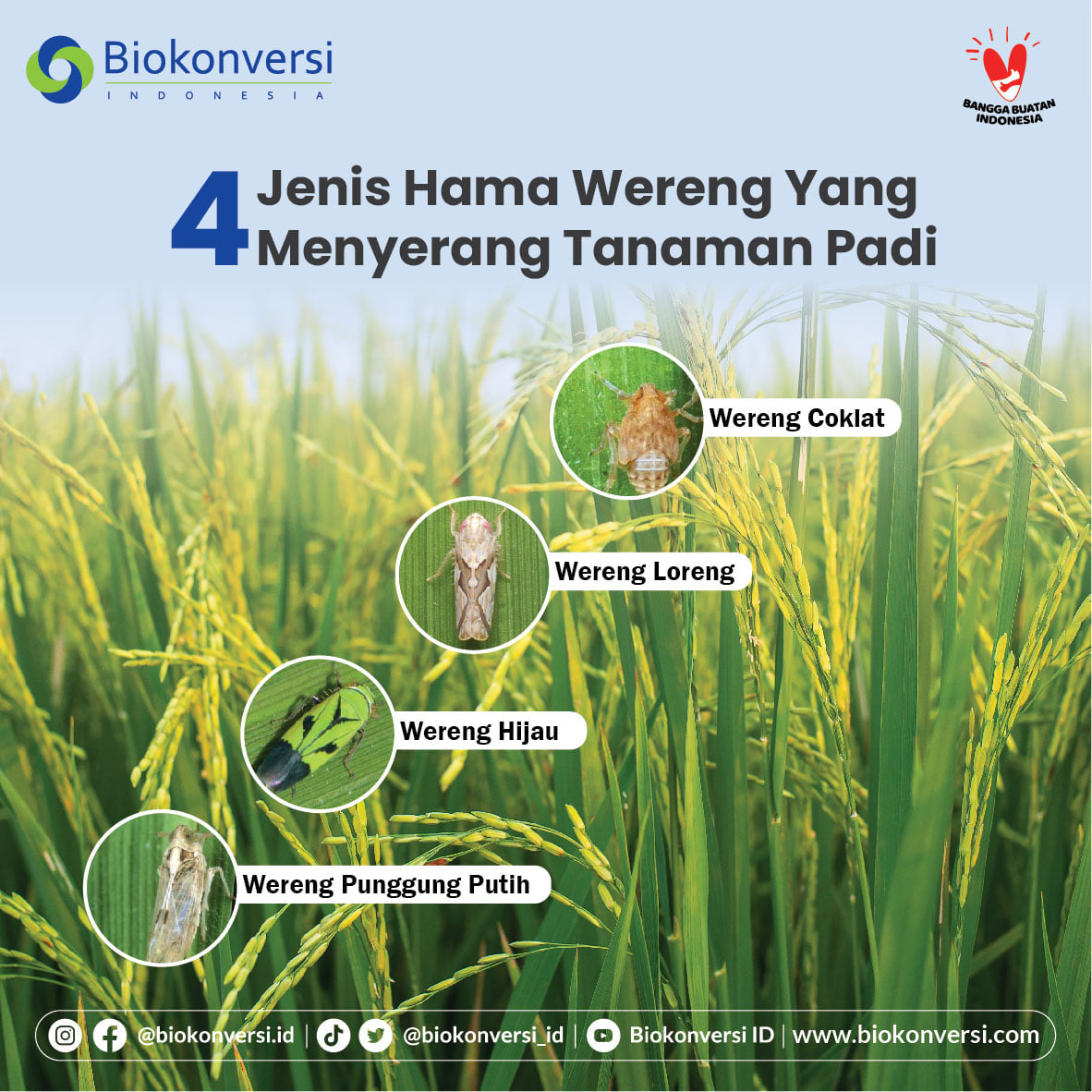 Wereng merupakan salah satu hama... - Biokonversi Indonesia
