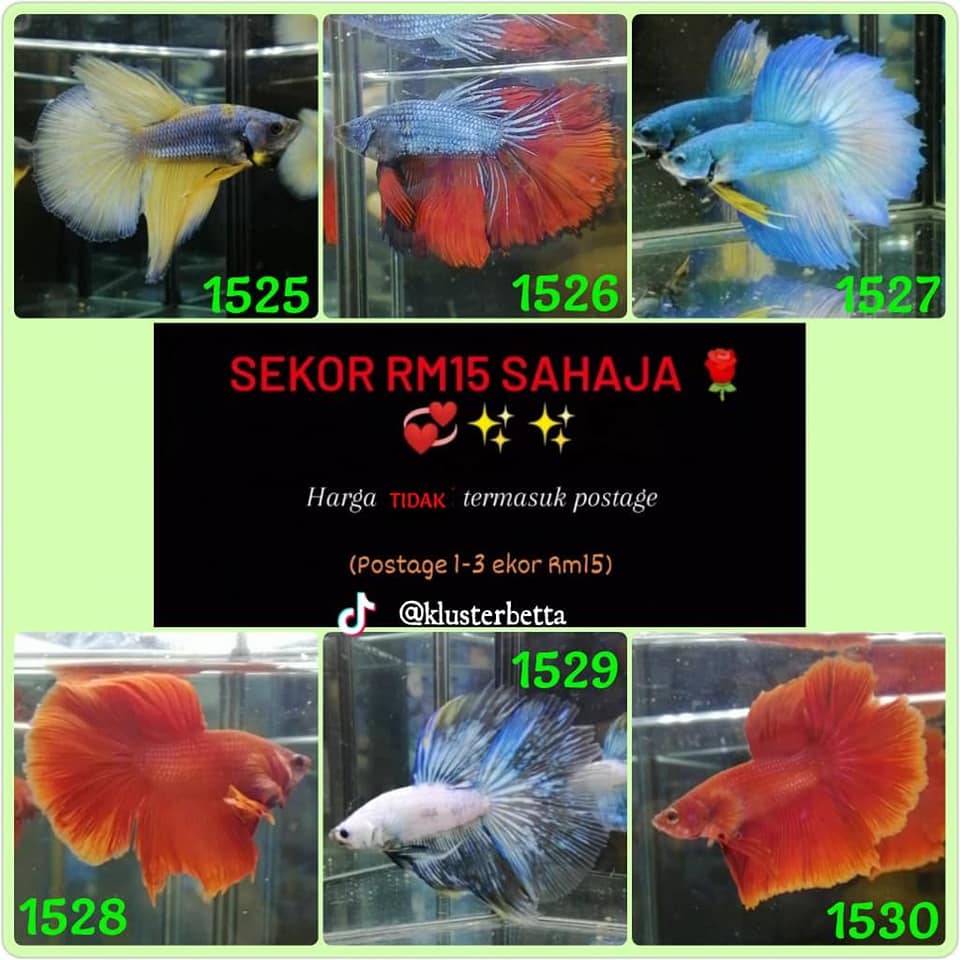 Betta Guppy Bangi Kajang Putrajaya Fast Lock Di Whatsap Sila Tekan Link Di Bawah Jika Anda Berminat Dengan Ikan Tersebut Harga Seperti Yg Tertera Facebook