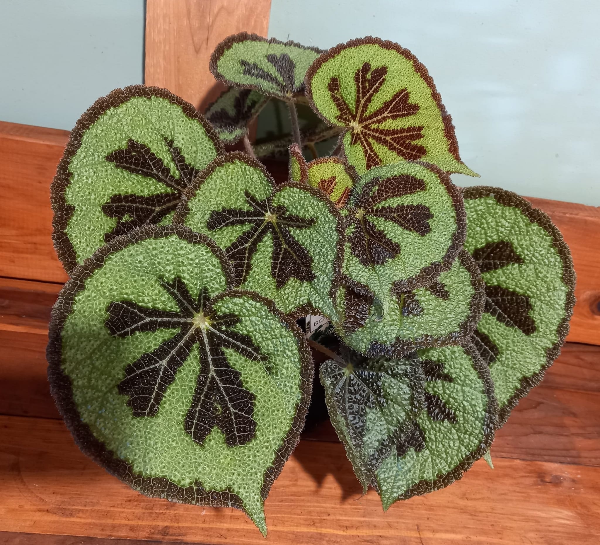 Introducing Begonia 'Lamoon' at Steve's Leaves