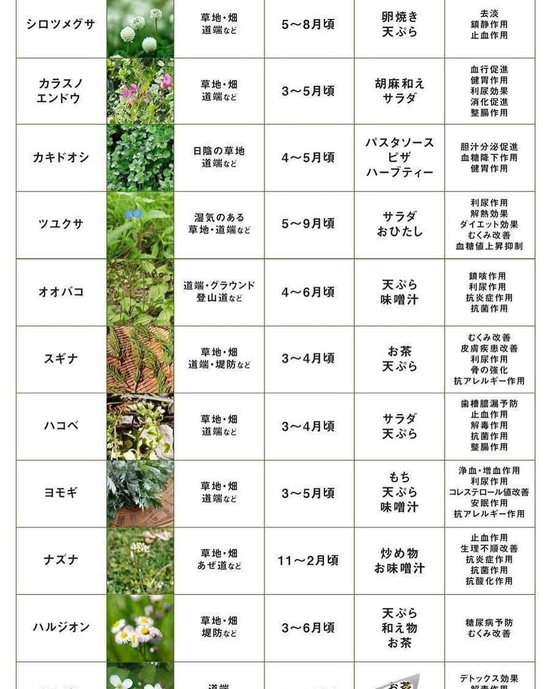 食べ れる 野草 一覧