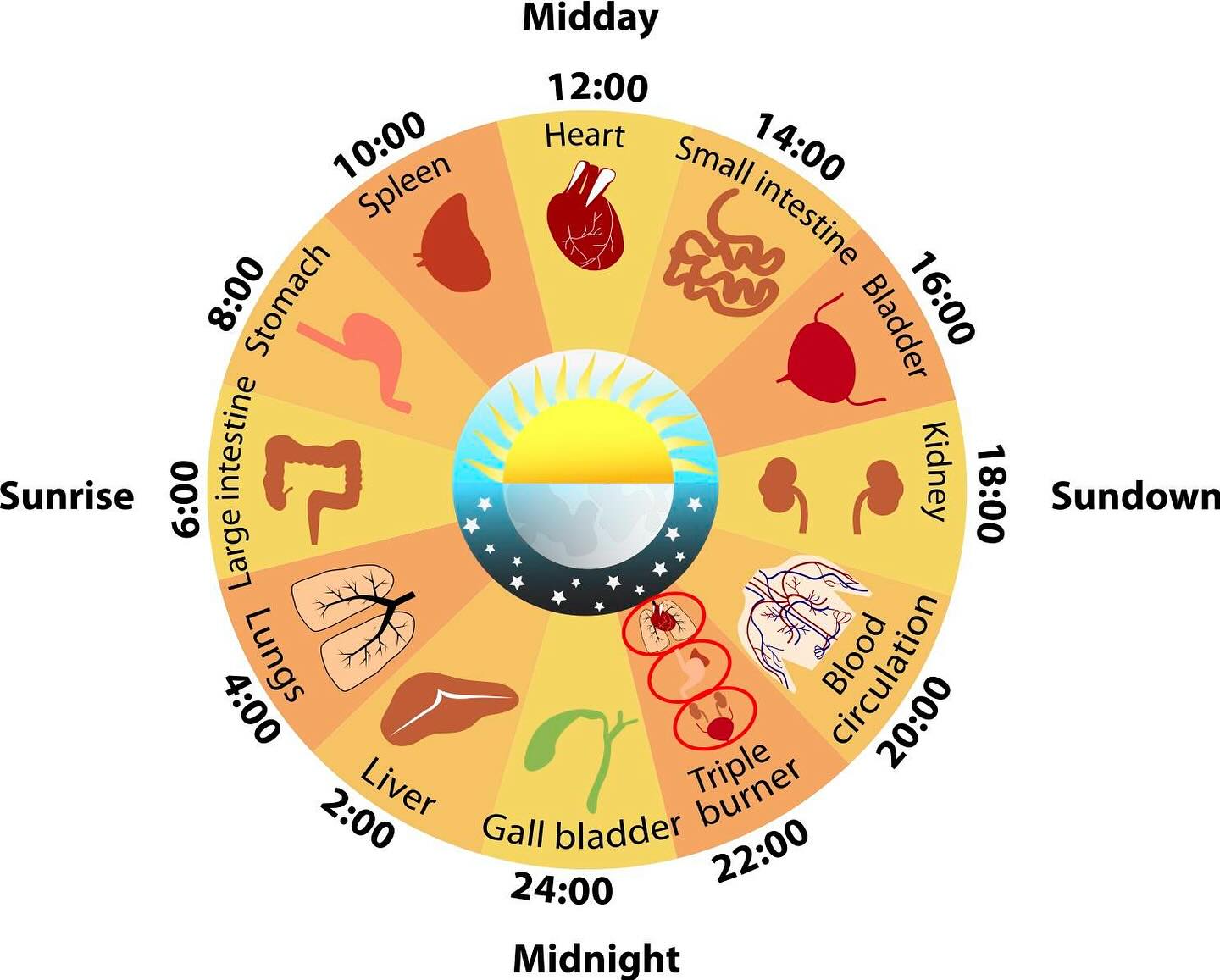 Yoga - This is a little and generic example of how circadian rhythms ...