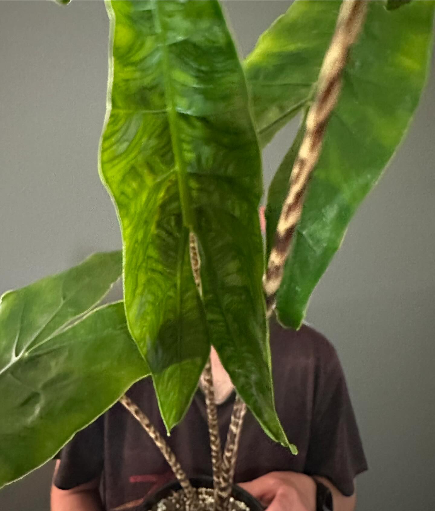 #alocasia #zebrina #reticulata is... - Jungle Greens Sydney | Facebook