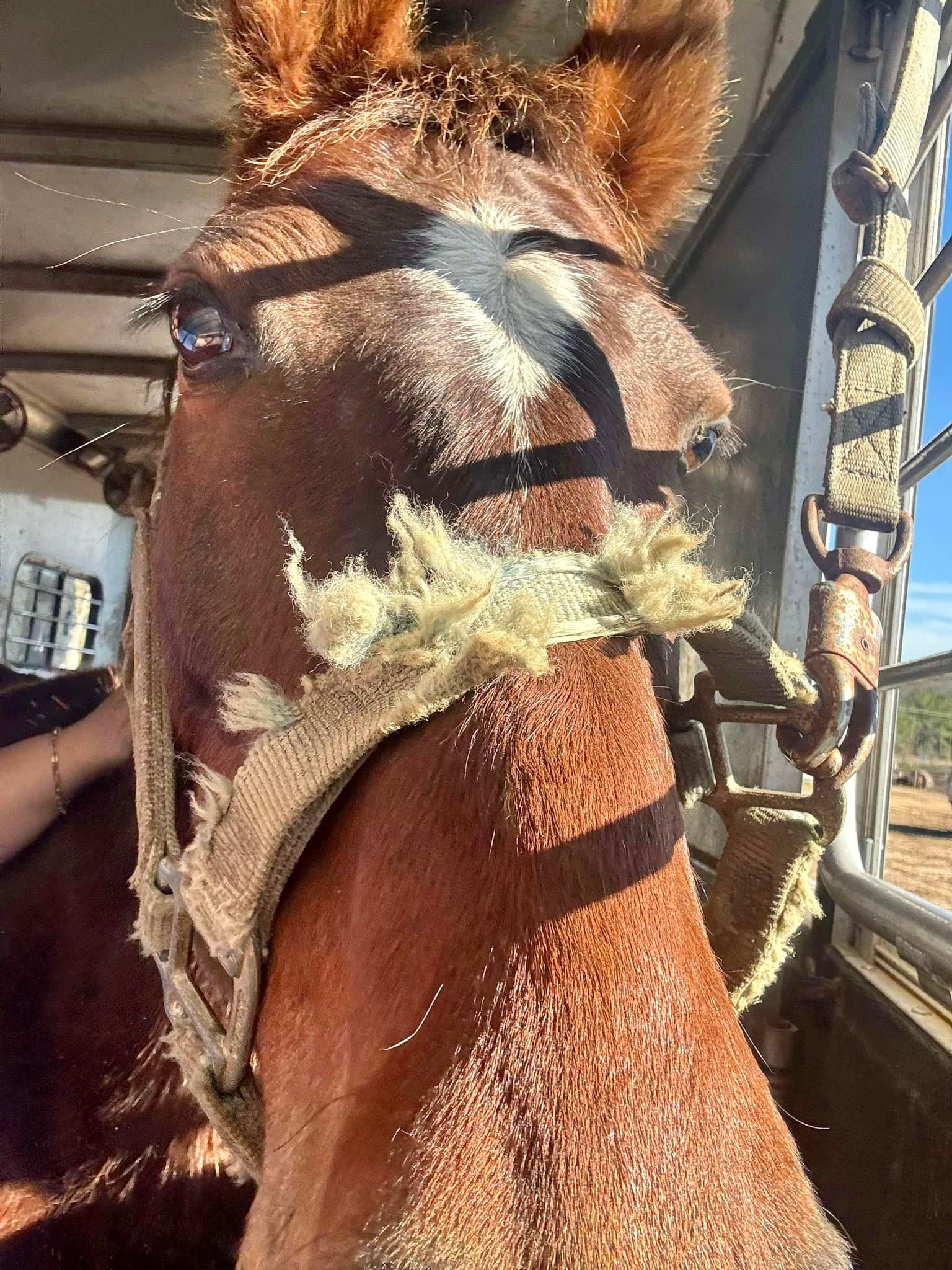 Rocking R Ranch and... - Rocking R Ranch and Rescue, Inc.