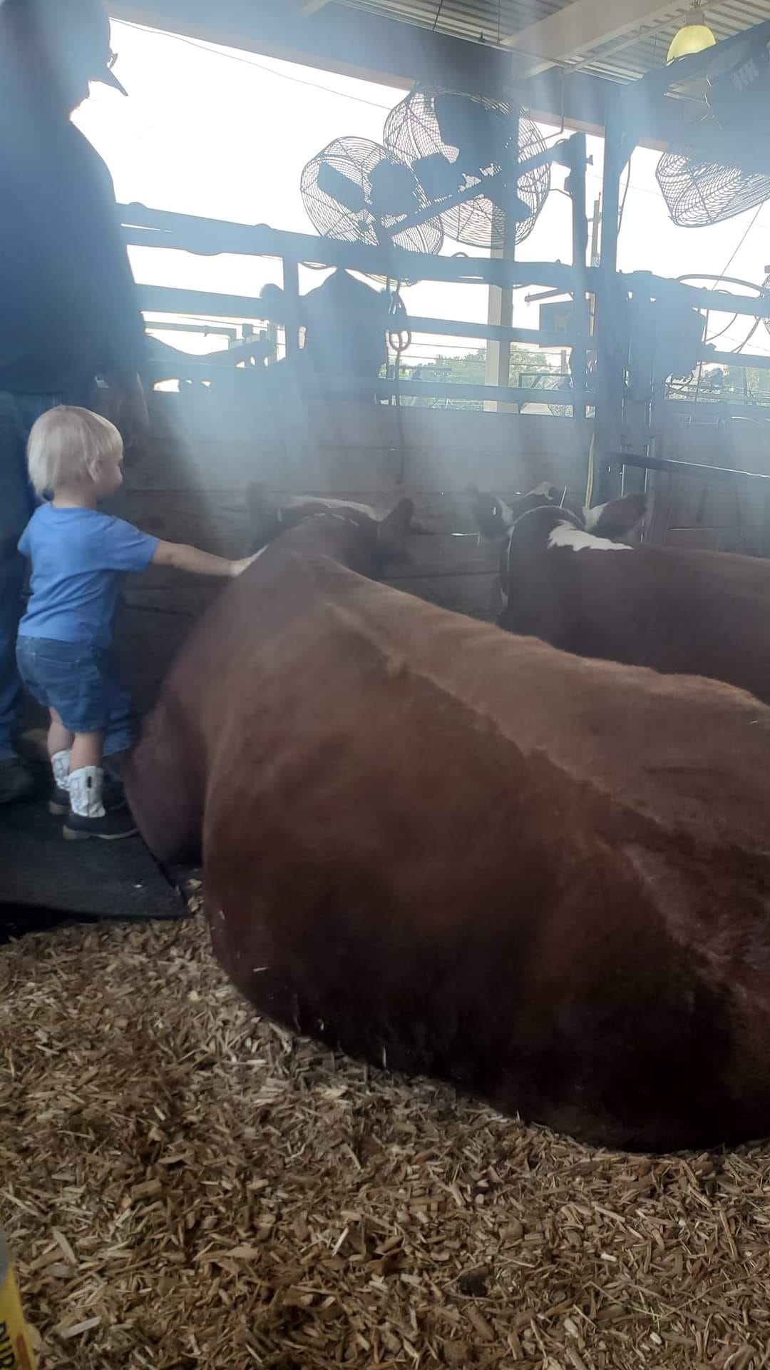 Butler Cattle Company | State Center IA
