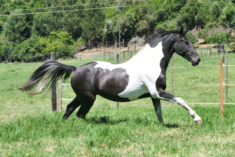 Baroque Pinto... - Baroque Pinto Horses in South Africa