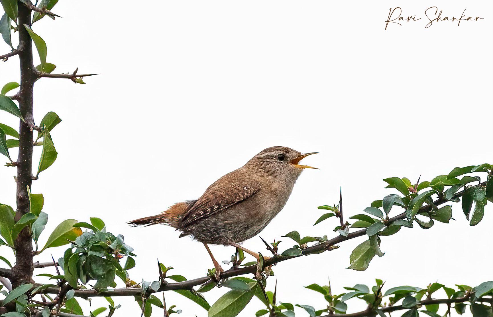 RSPB South East Essex Local Group | “Eurasian Wren”, Essex, England ...