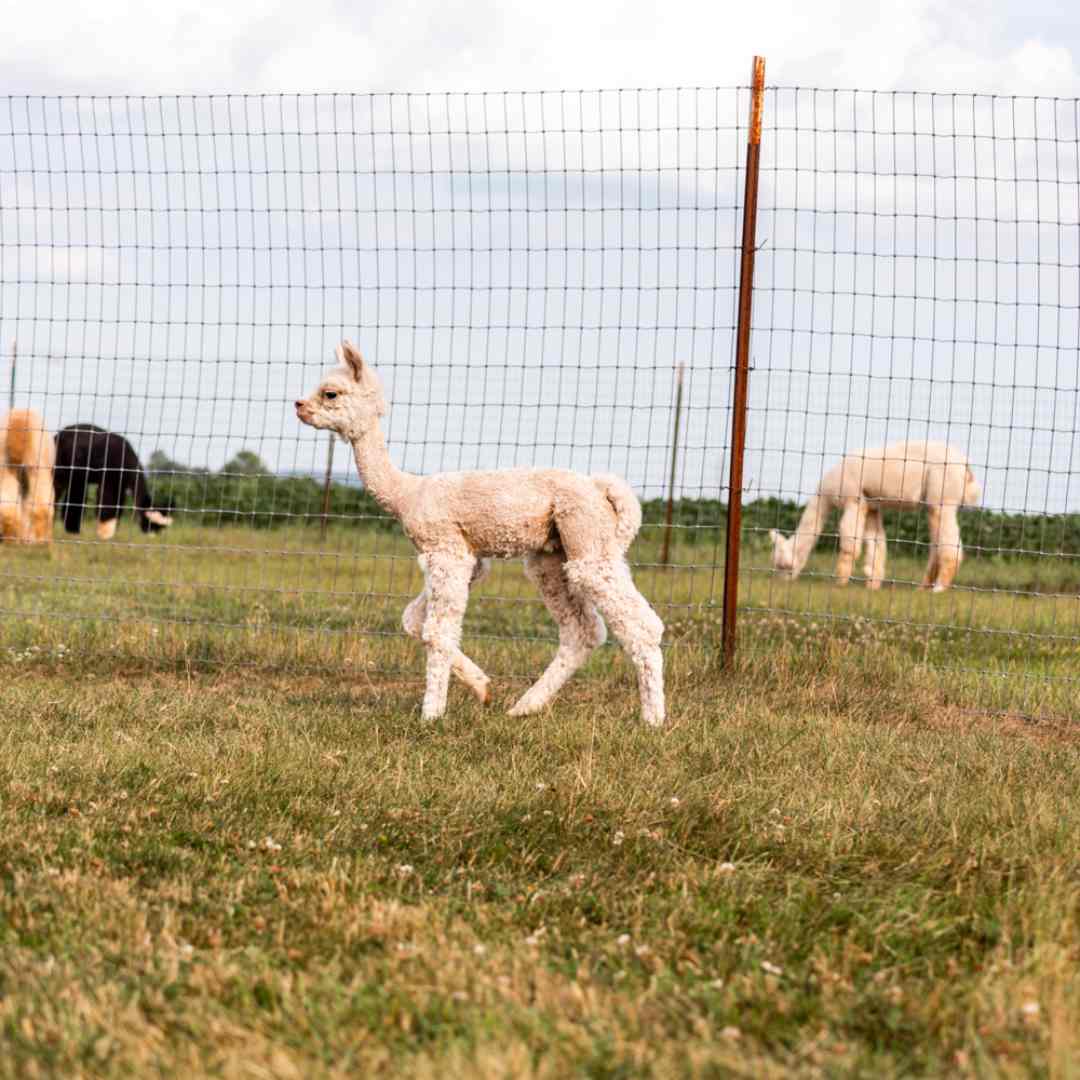 Sabamba Alpaca Ranch & Retail | De Pere WI