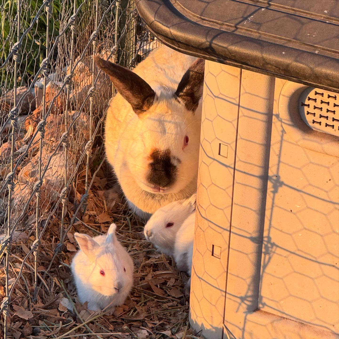 Wild - Babies everywhere! 🐰 #kit #rabbits | Facebook