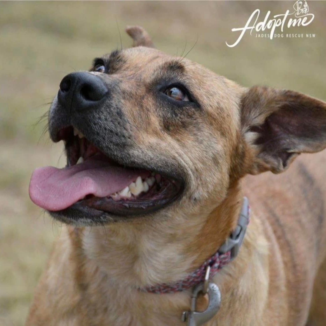 Jade’s Dog Rescue NSW - We have some beautiful dogs and puppies looking ...