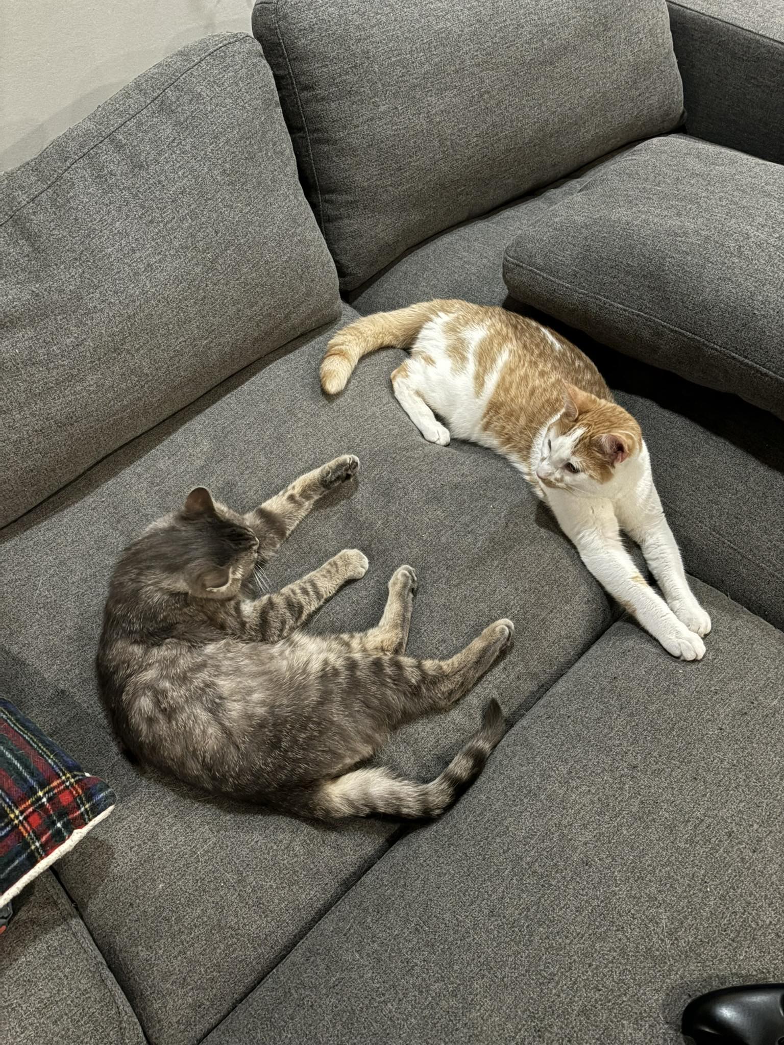 Axel's Imprint Rescue and Sanctuary - Cats | Tavistock ON