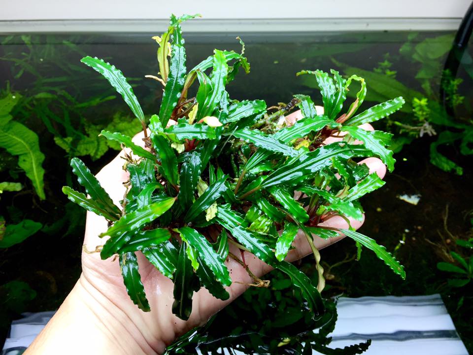 【2芽❣️】Bucephalandra CAKUMI sp.