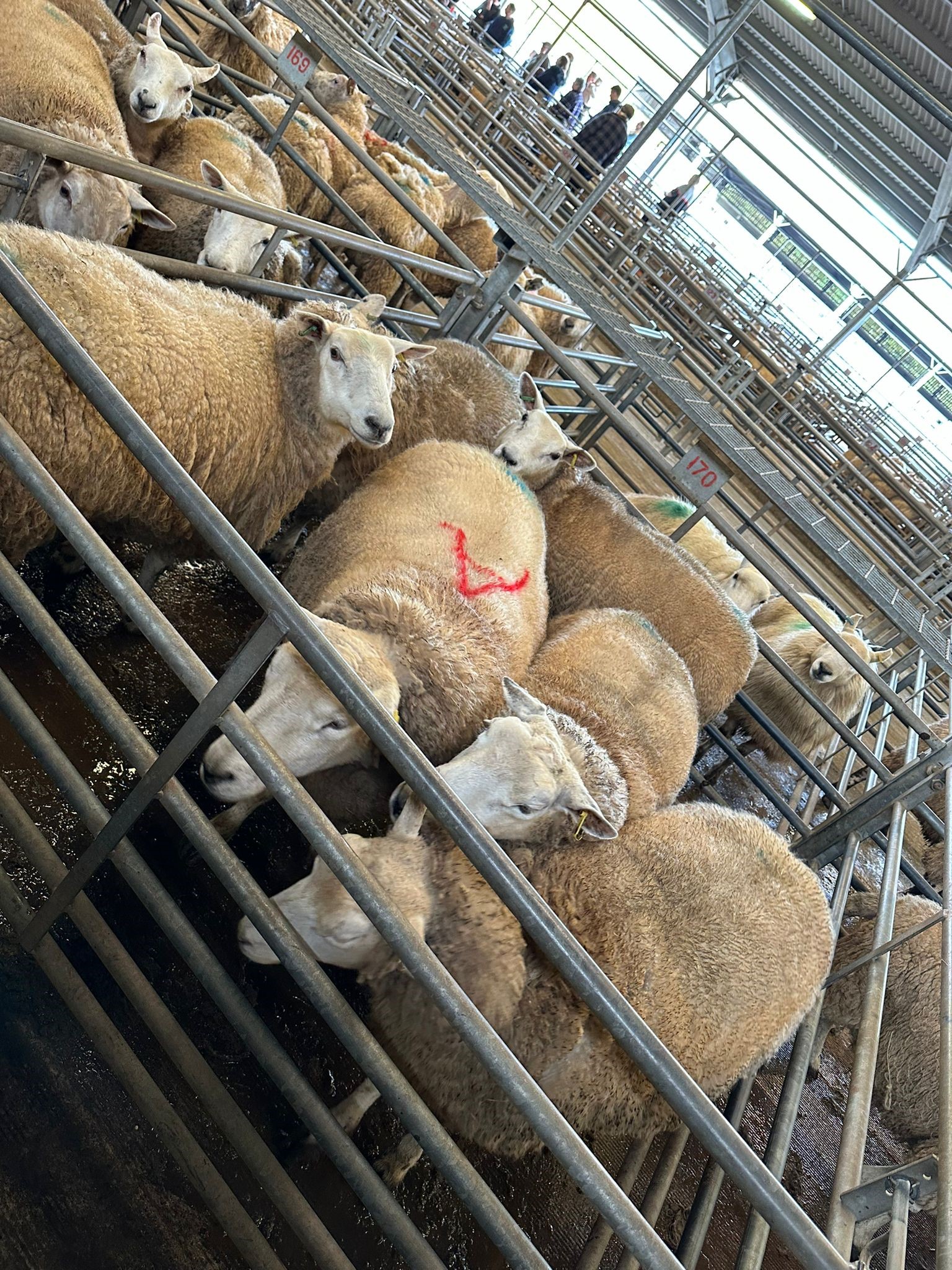 🐑Brecon Market Report 2nd April 2024 🐑... - McCartneys Rural