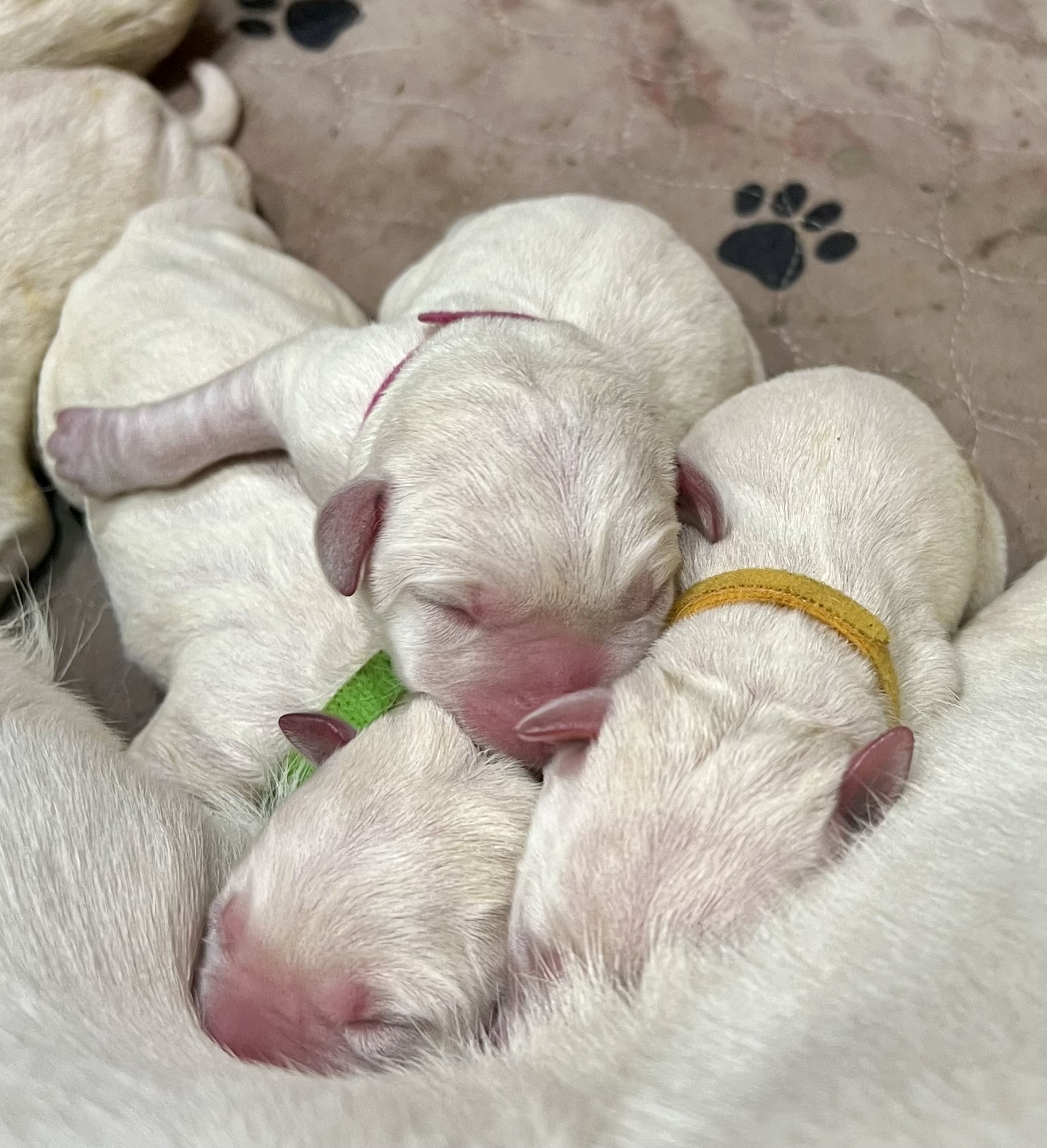 True Labradors