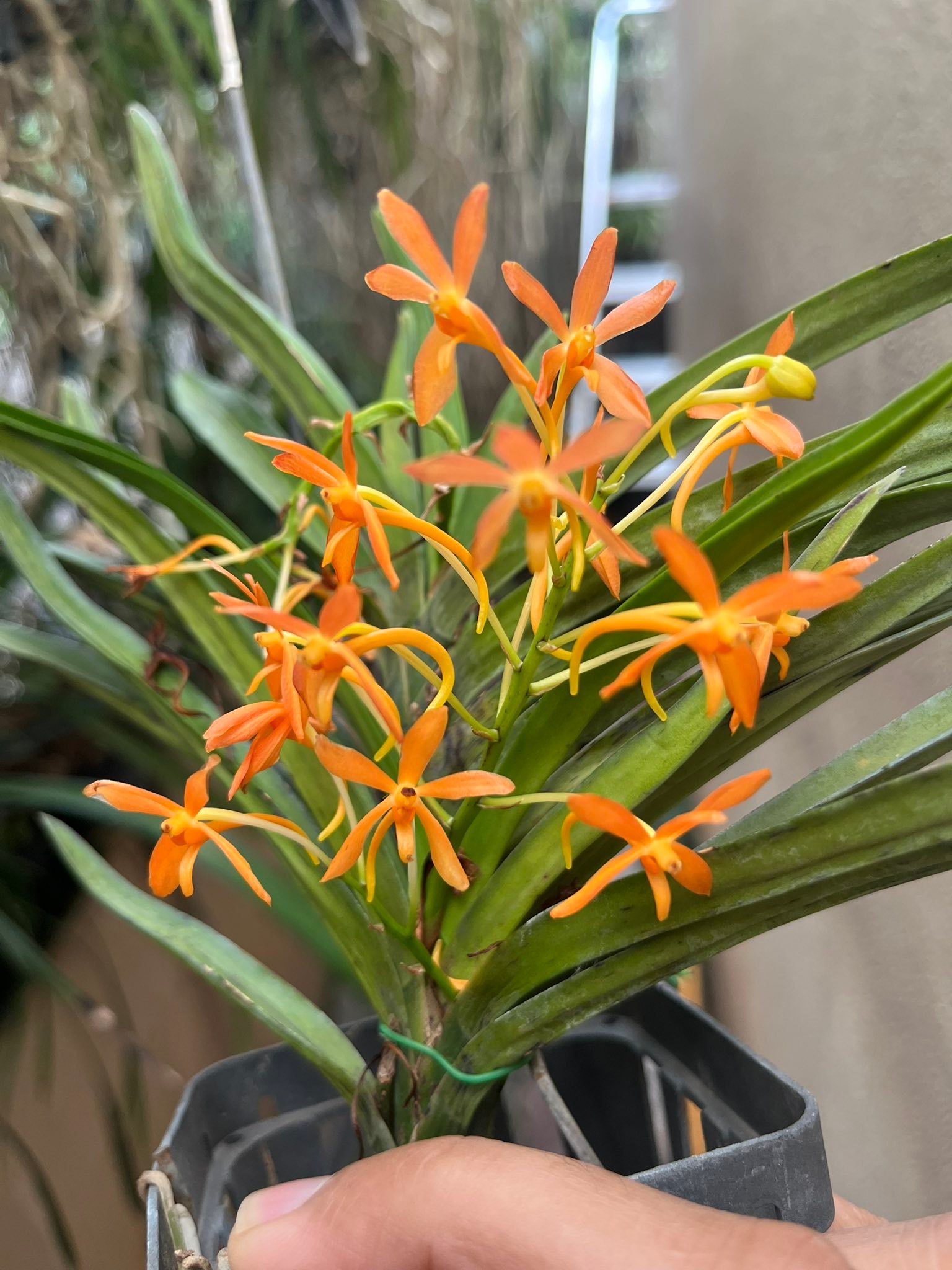 Vanda Twinkle orchid hybrid by Masao Yamada