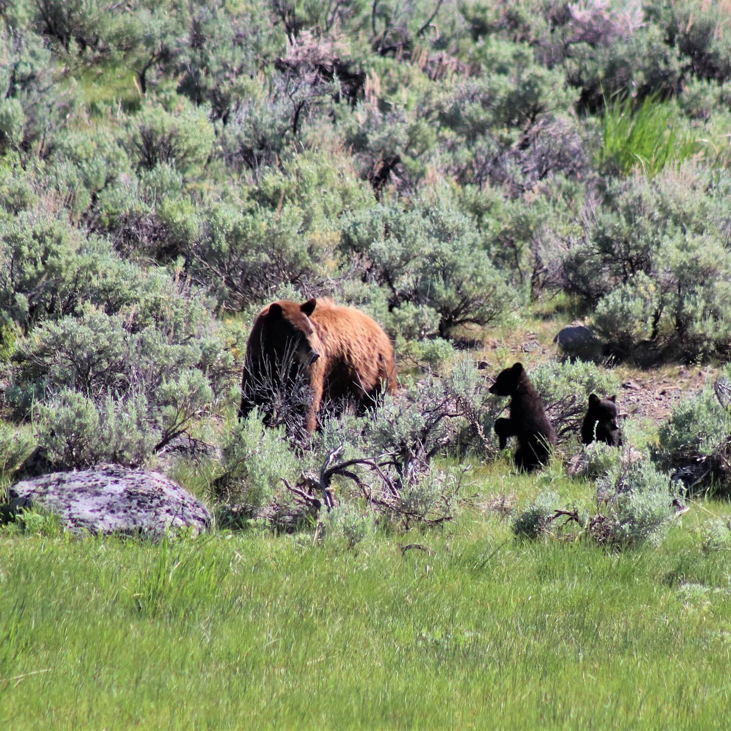 Lets Go Adventure Tours - Babies of the greater Yellowstone ecosystem ...