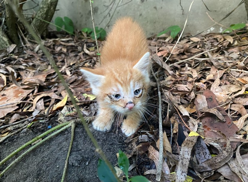 Cat Rescue Mission