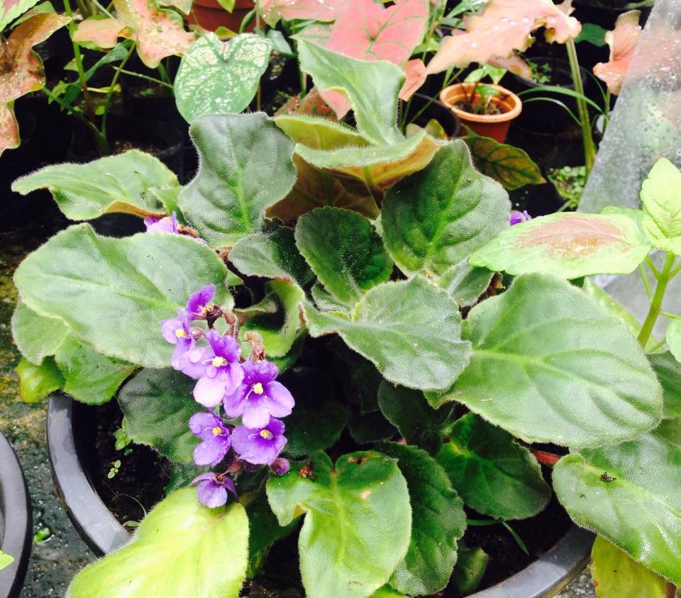 Planet Evergreen Nursery - Polgahawela, Sri Lanka - African Violet ...