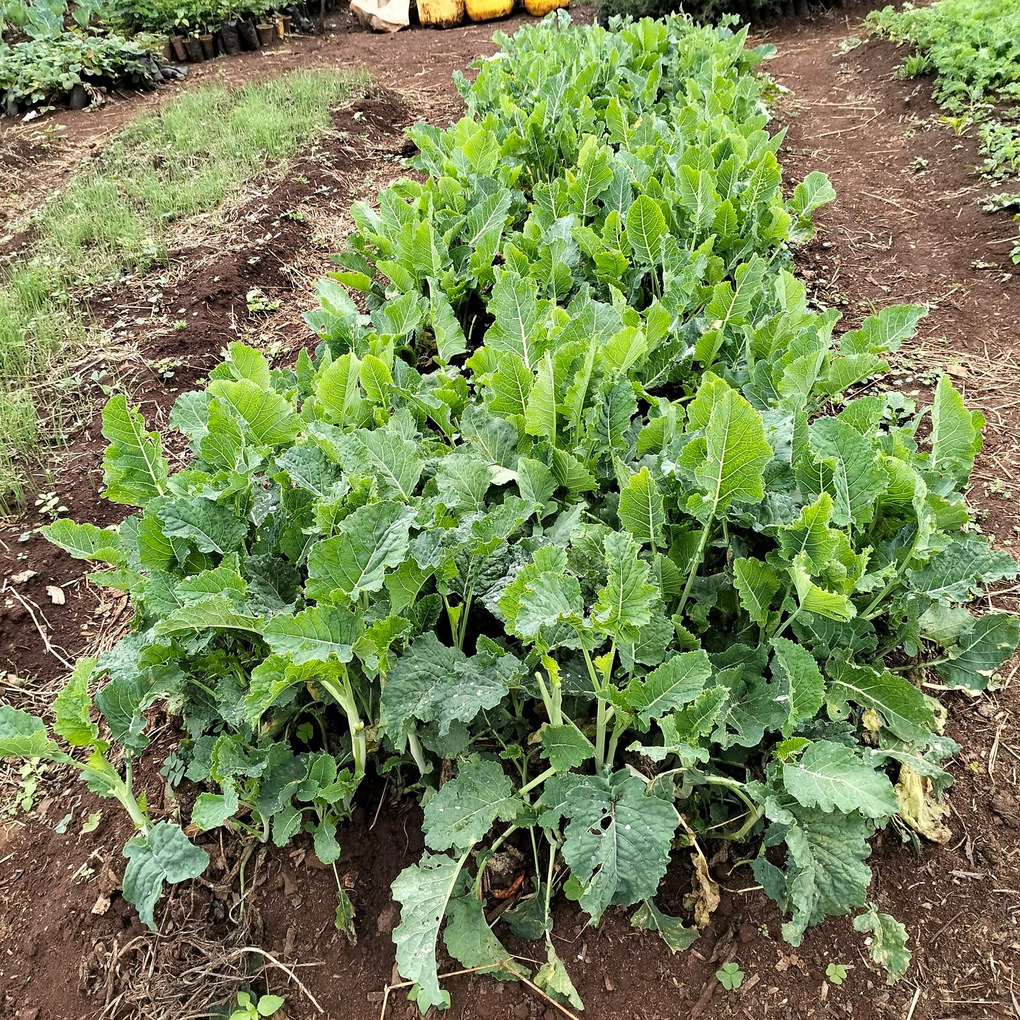 Matigari Model Farm