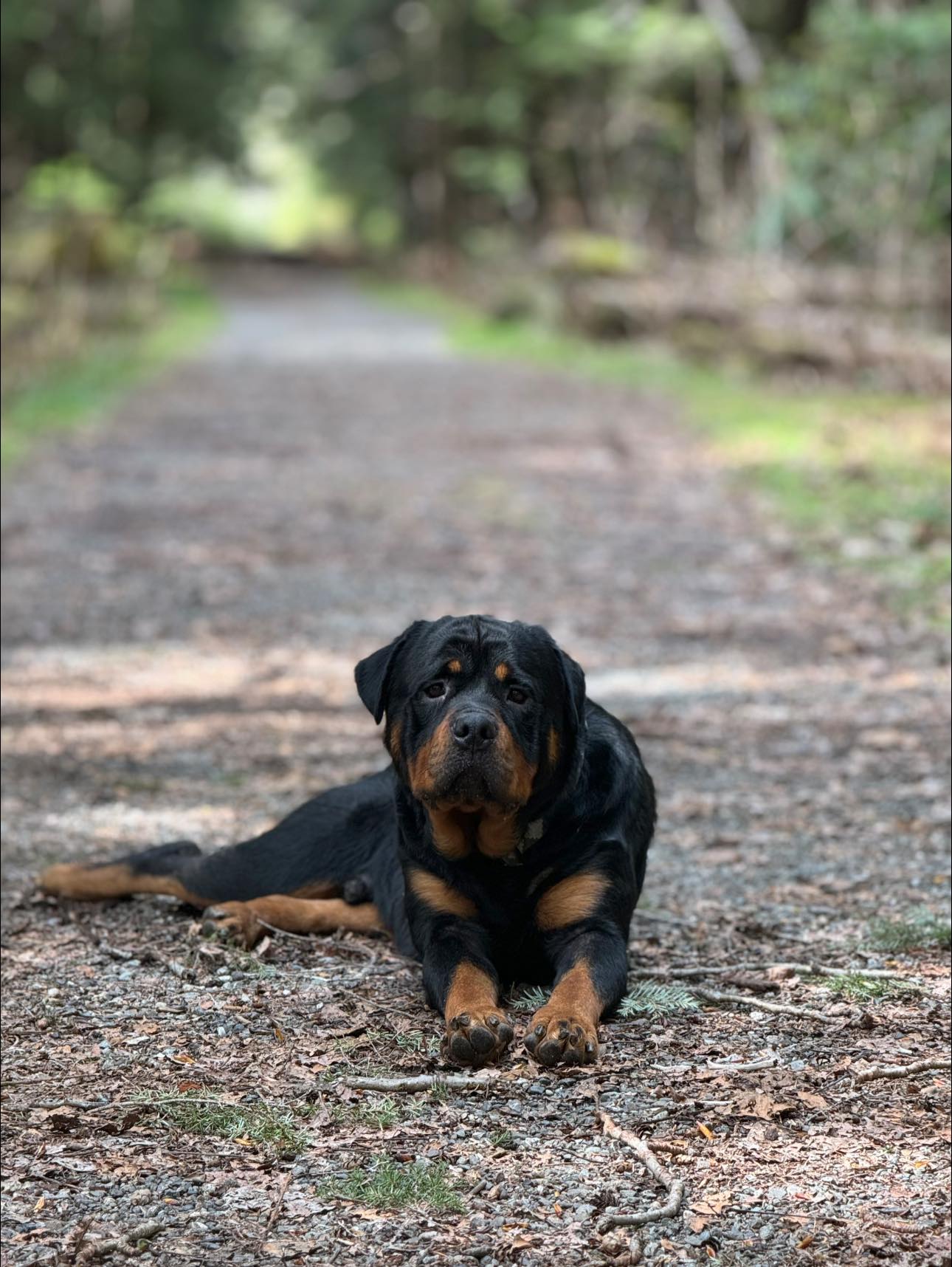 Juggernaut Rottweilers