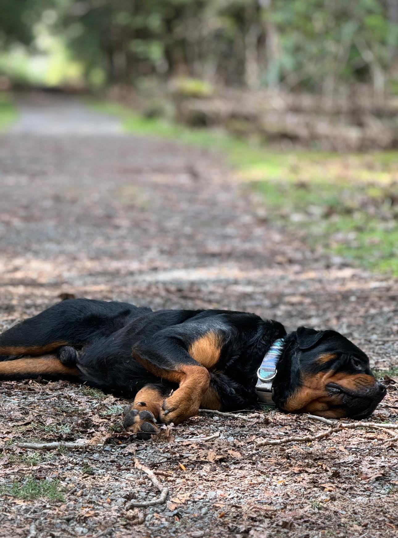 Juggernaut Rottweilers