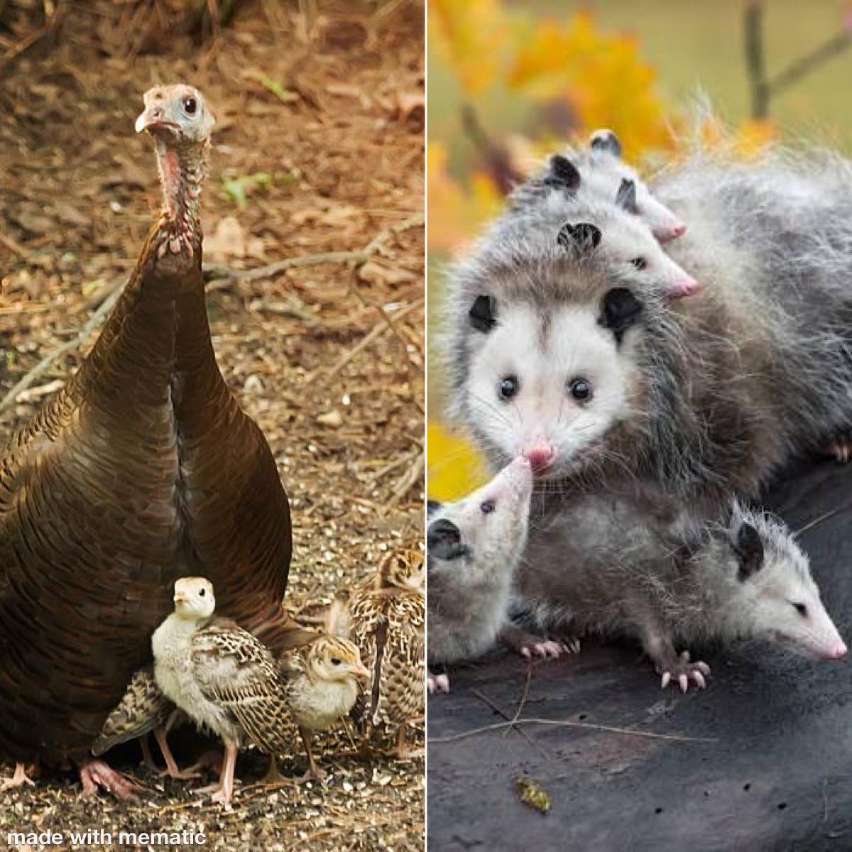 The Hunting - This is a list of animals we hunt and what their young ...