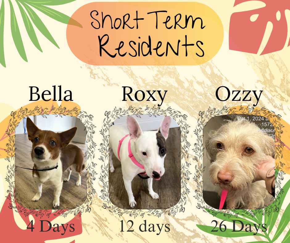 Town of Addison Animal Services | Addison TX