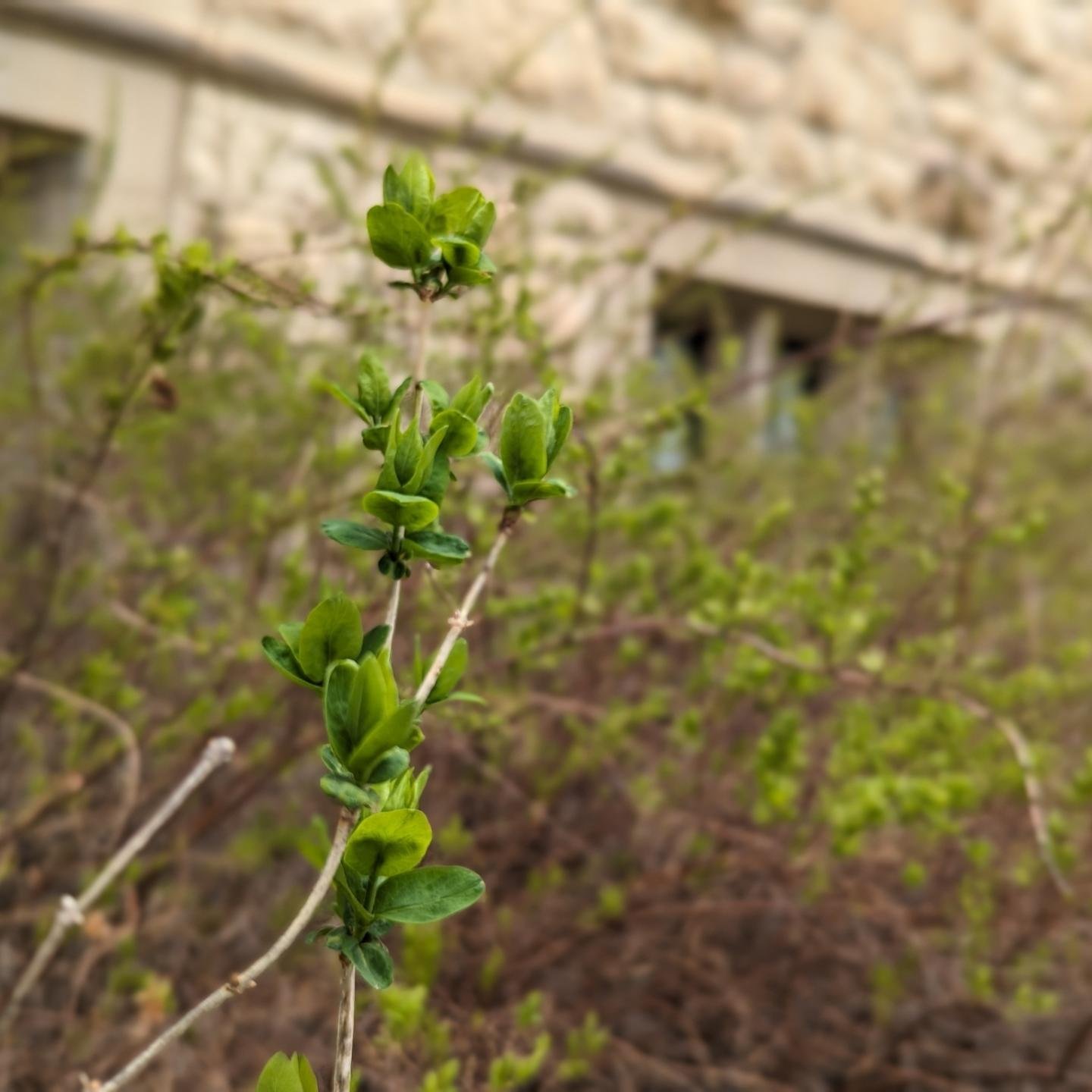 USask Alumni - Signs of spring on campus 🌿🌱