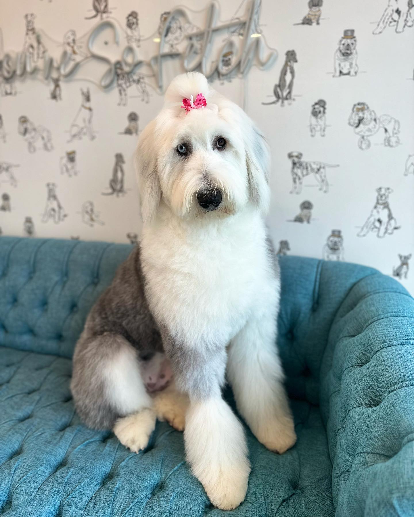 The Fetch House - Murray the sheepdog 🩷 Groomer: Jen • •... | Facebook