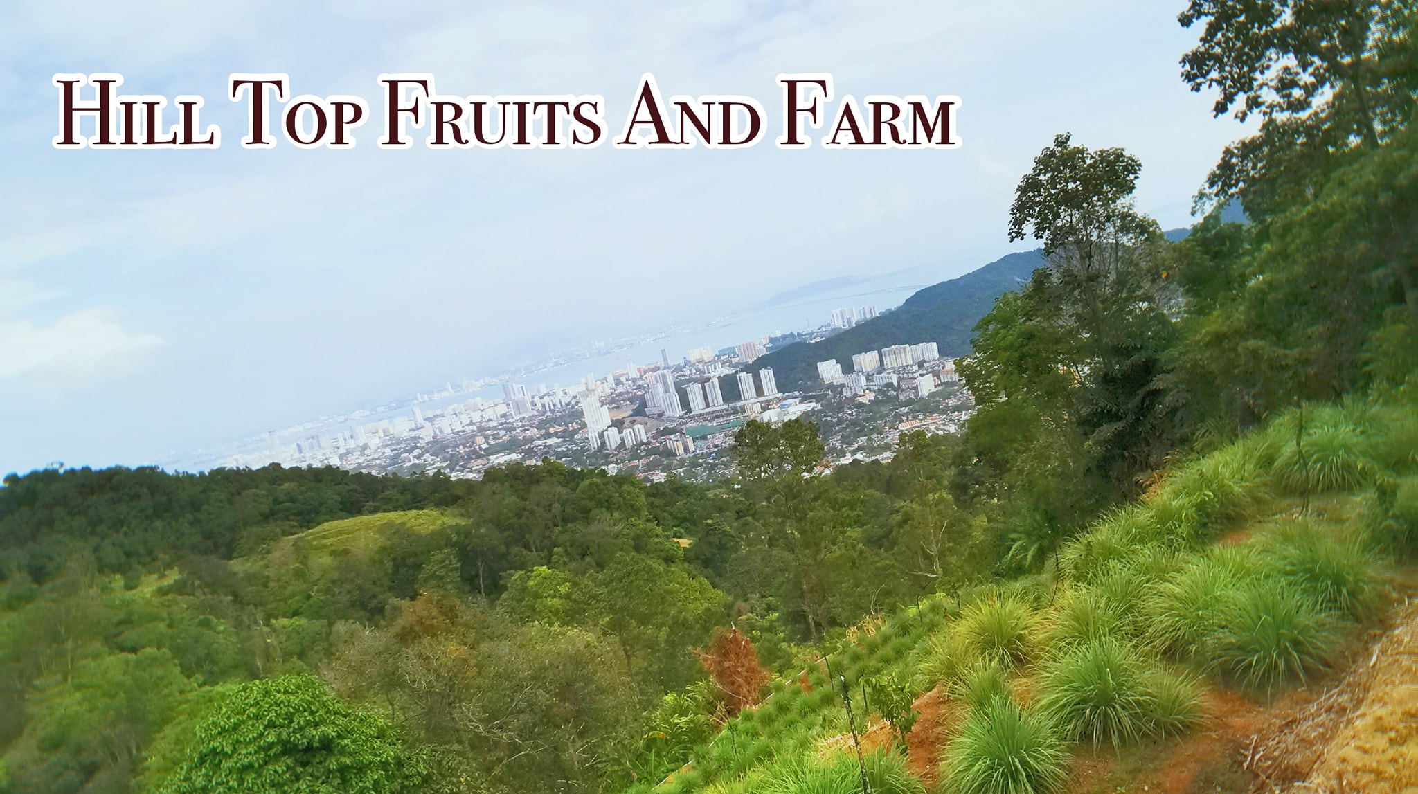 Hill Top Fruits And Farm