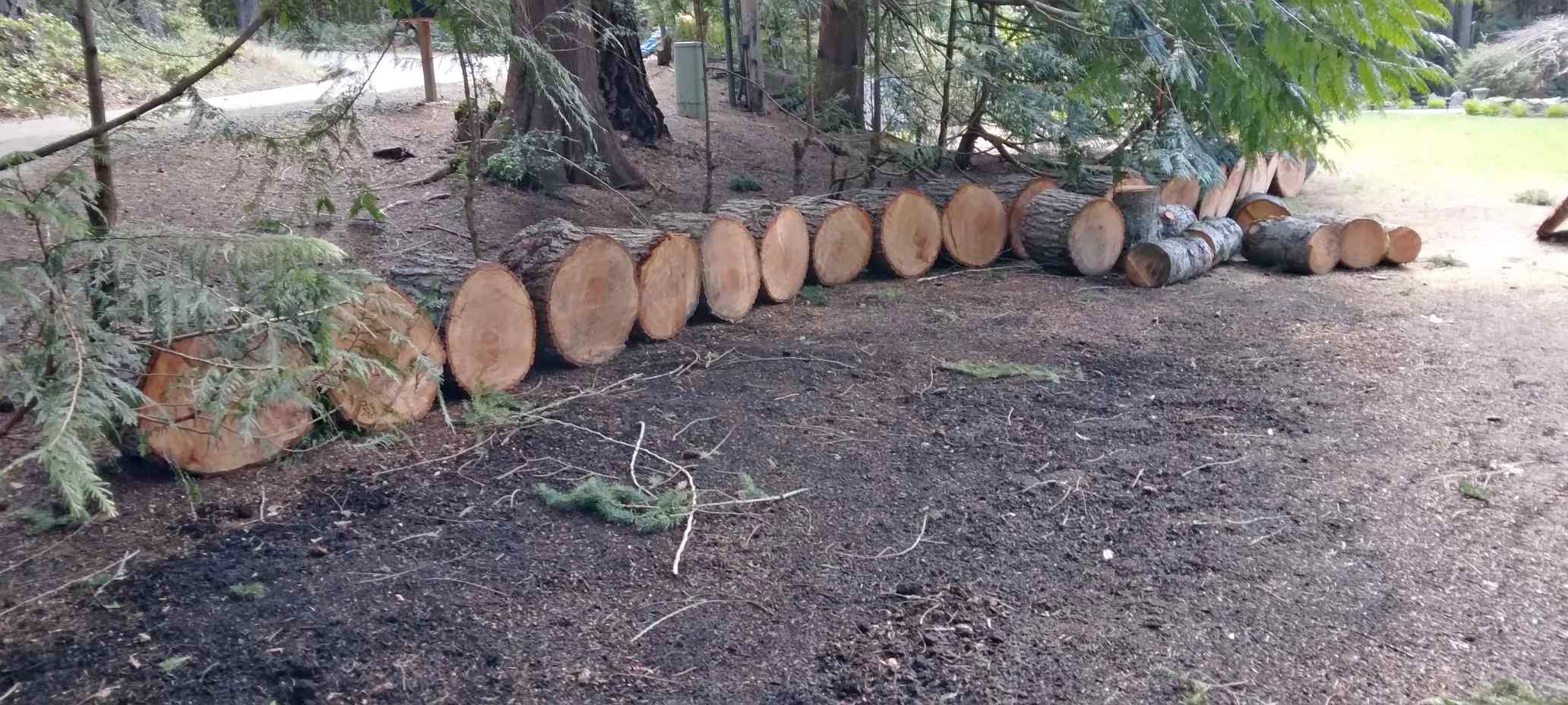 Free newly cut Fir rounds and logs - Landscaping Materials - Silverdale ...