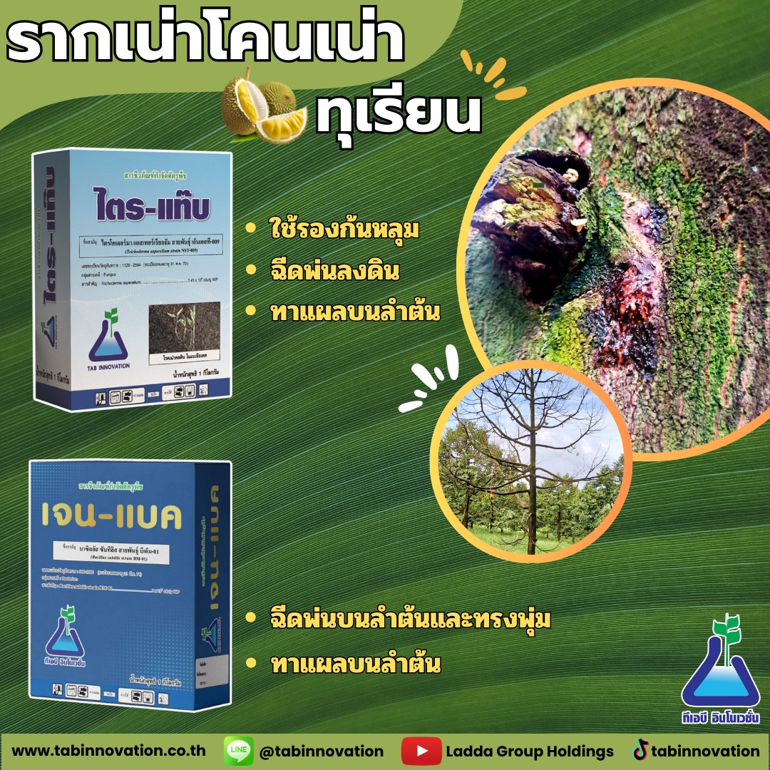 🌳โรครากเน่าโคนเน่าทุเรี... - TAB Innovation ทีเอบี อินโนเวชั่น | Facebook