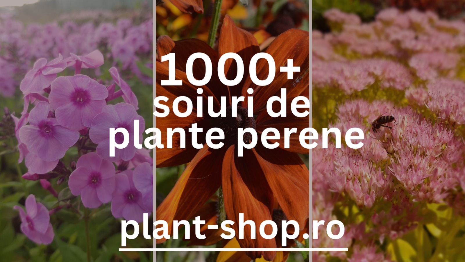 Sweet Garden - 🍏 Acum poți achiziționa POMI FRUCTIFERI cu... | Facebook