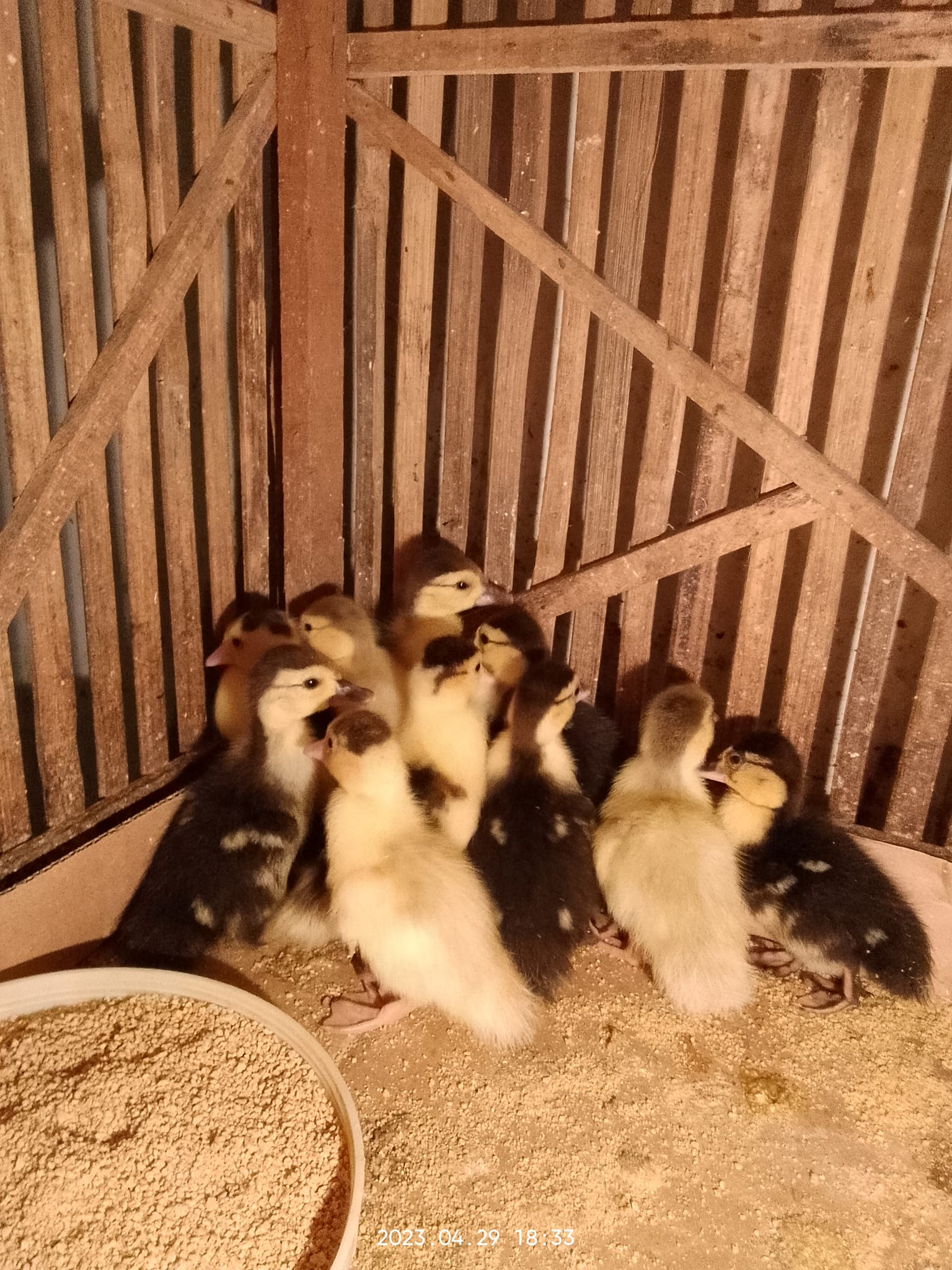 GROUP BEBEK,ENTOK,PITIK JAKENAN PATI. | Anakan rambon. 10 ekor 135k pas ...