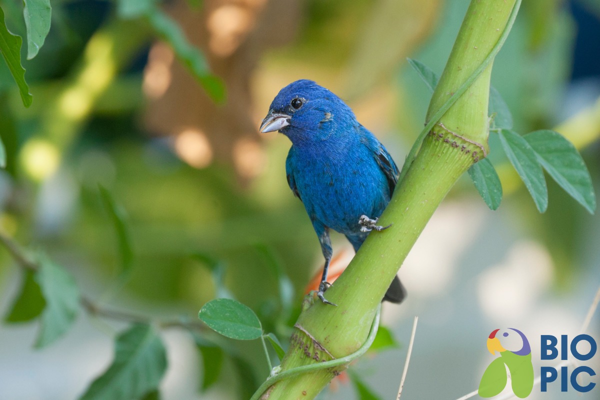 🐦 El colorín azul (Passerina cyanea)... - Biosphera Picture | Facebook