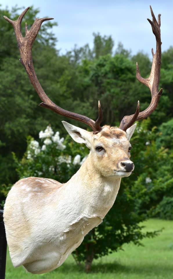 The sun finally came out to get some... - Rockin J Taxidermy