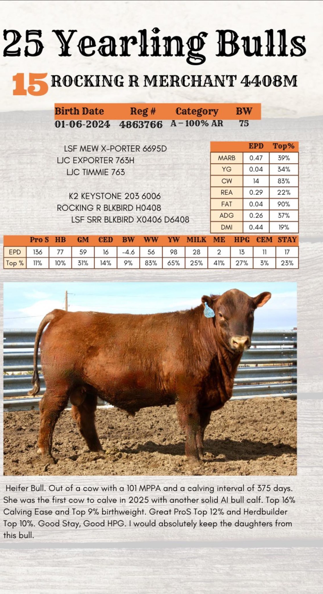 Rocking R Ranch: Red Angus and Beef