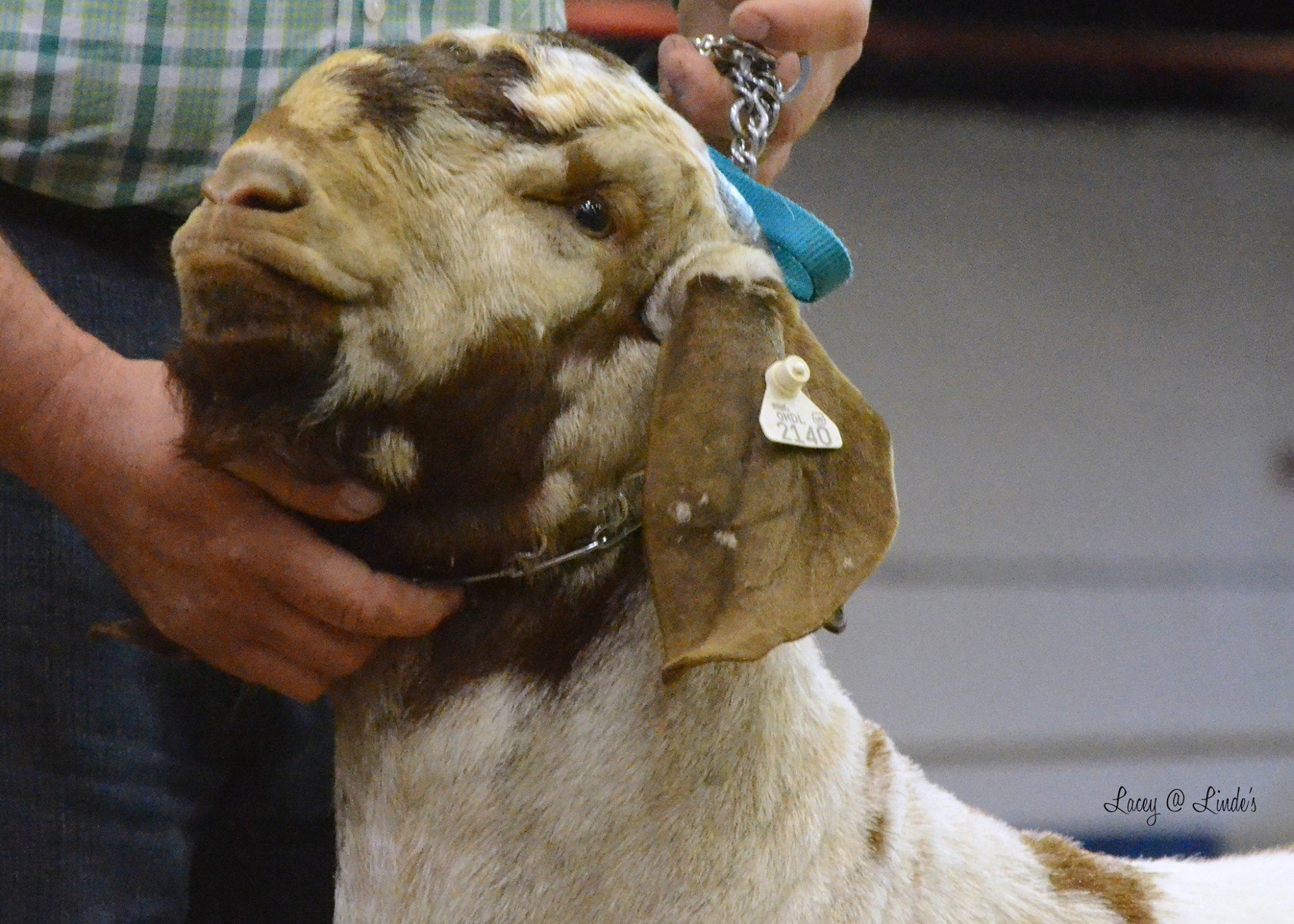 Keystone International Livestock Exposition - Register today to be a ...