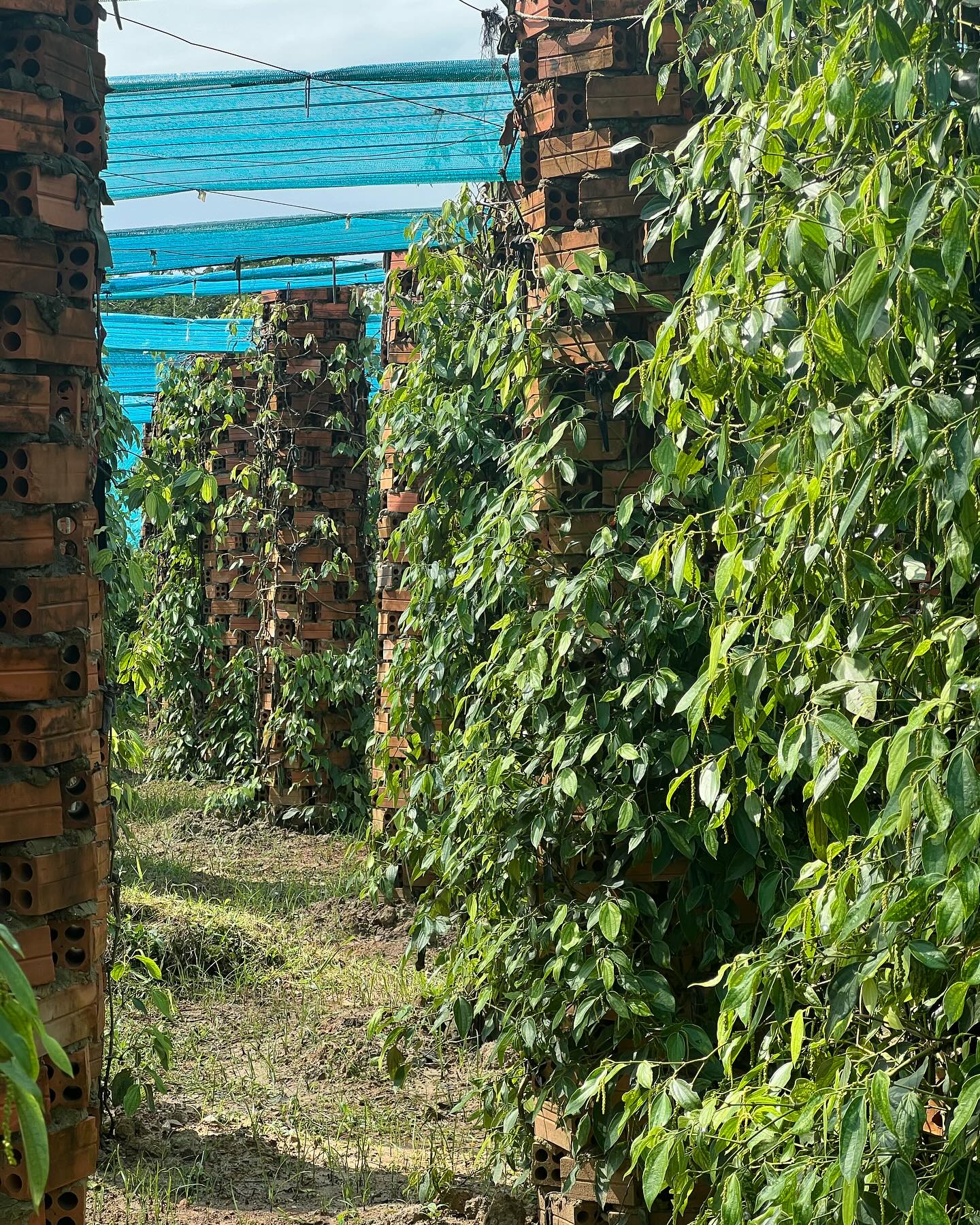 Did you know September is the... - Bo Tree Kampot Pepper